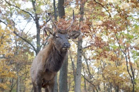 Elk Stock Photos