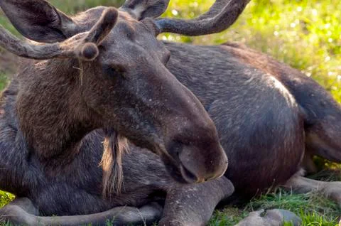 Elk Stock Photos