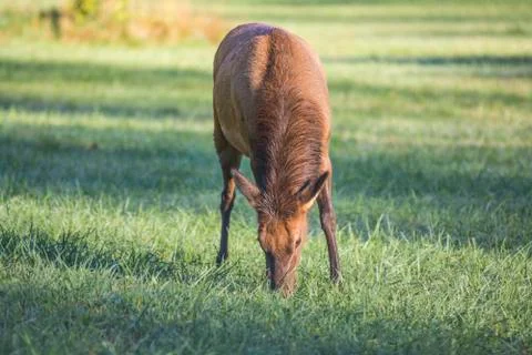 Elk Stock Photos