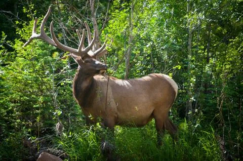 Elk Stock Photos