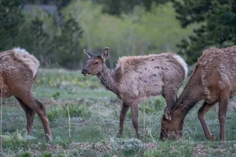 Elk Stock Photos