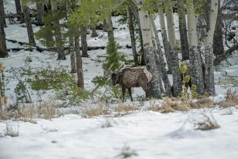 Elk Foto stock