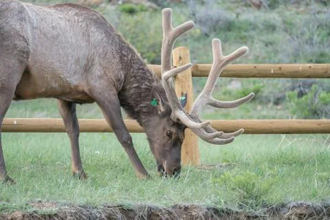 Elk Foto stock