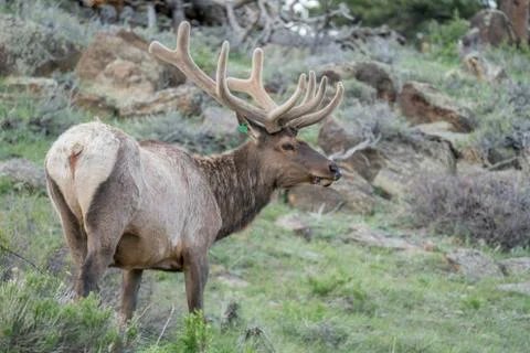 Elk Foto stock