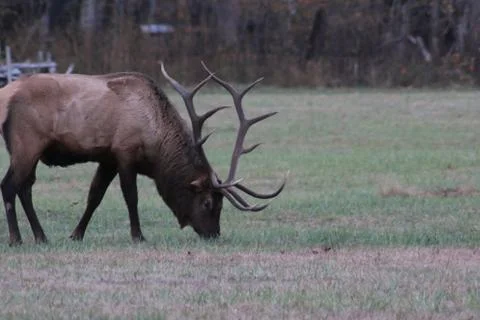 Elk Stock Photos