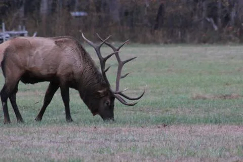 Elk Stock Photos