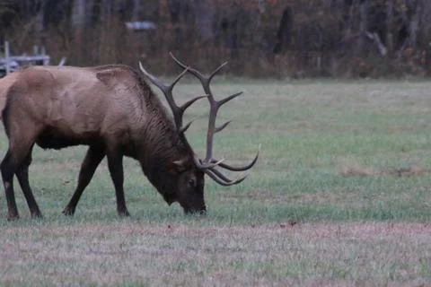 Elk Stock Photos
