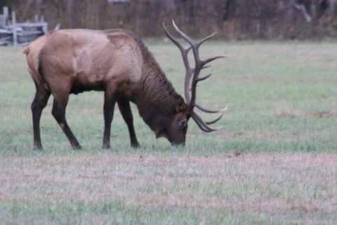 Elk Stock Photos