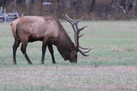 Elk Stock Photos