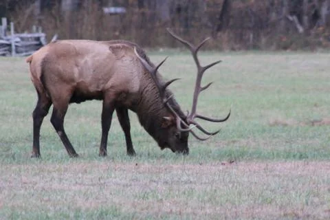 Elk Stock Photos