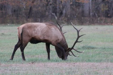 Elk Stock Photos