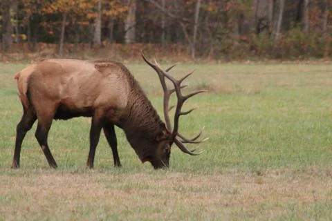 Elk Stock Photos