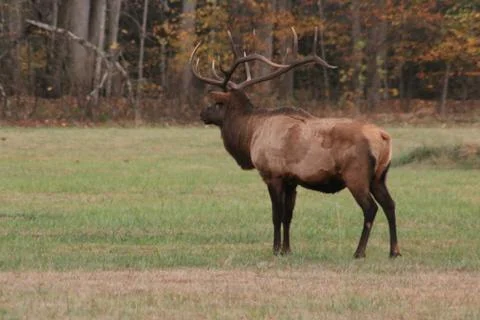 Elk Foto stock