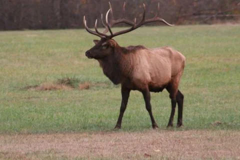 Elk Stock Photos