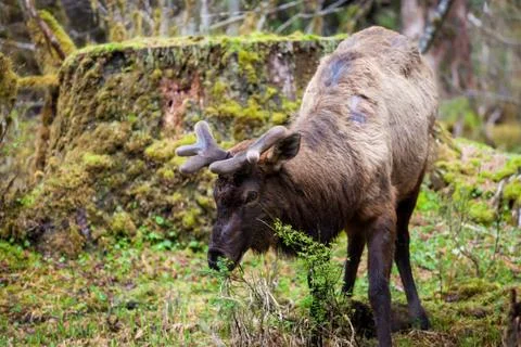 The Elk Stock Photos