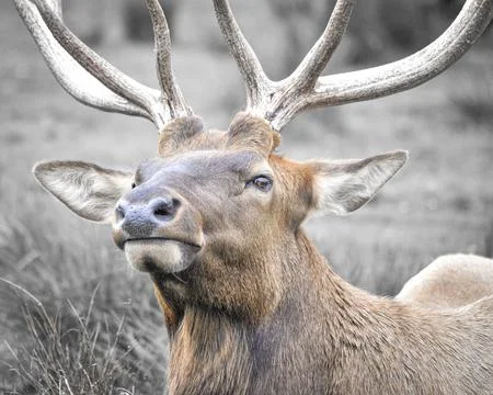 Elk Stock-Fotos