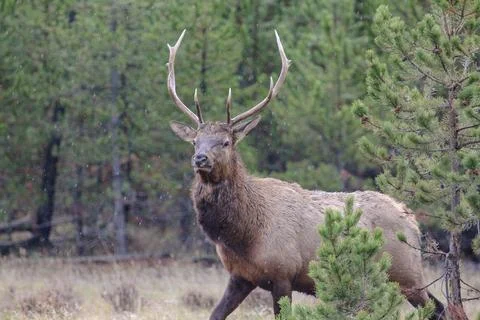 Elk Stock Photos