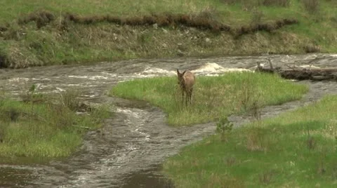 Elk play by a river Stock Footage 12766499