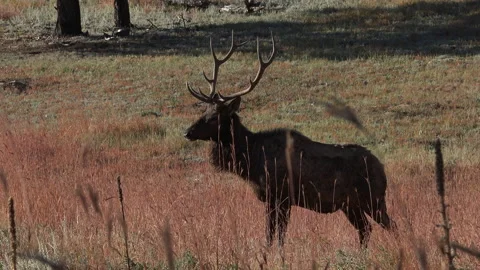 Elk-- In the process of calling in 4 young bulls at once-clip 2 of 9 Stock Footage 228882014