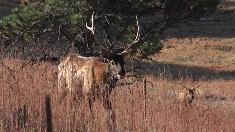 Elk--In the process of calling in 5 young bull elk at once-Part 6 of 11 Stock Footage 228879246