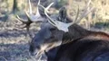 Elk profile close up at a sunny day HD Footage