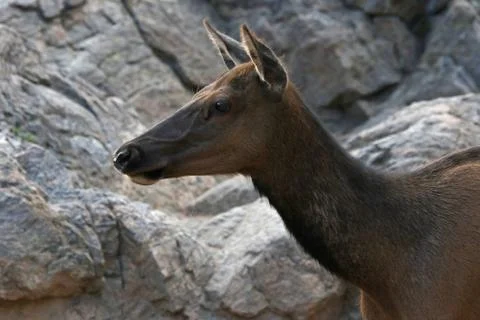 Elk Profile Stock Photos