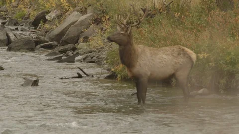 Elk with Rack Stands in Alpine River, Walks Up Bank Stock Footage 122223858