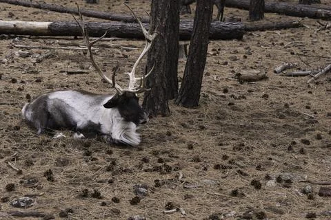 Elk At Rest In The Wilderness Stock Photos