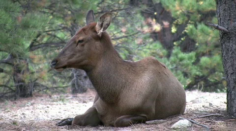 Elk resting among trees Stockbeeldmateriaal 309407