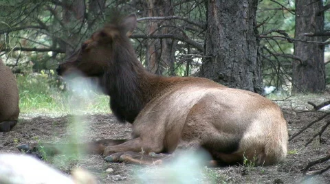 Elk resting under pine trees Stockbeeldmateriaal 305411