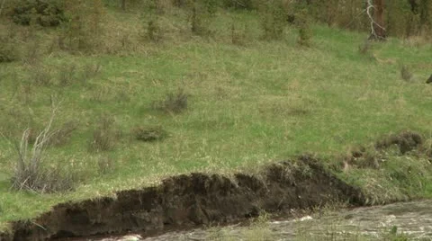 Elk on river Stock Footage 12766492