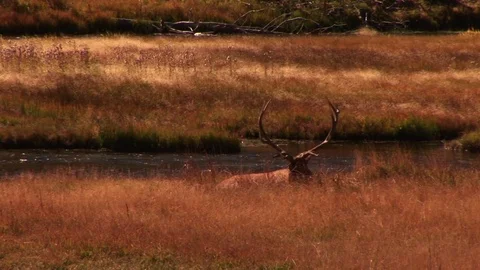 An elk by a river Stock Footage 72571720