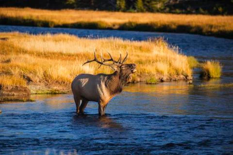 Elk in river 库存照片
