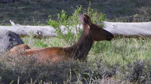 Elk in the Rockies Video stock 66415884