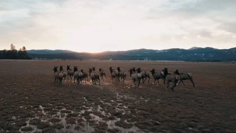 Elk Running Stock Footage 128596224