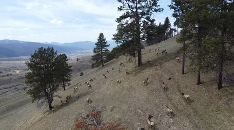 Elk running in the Mountains Foto stock