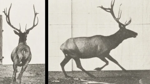 Elk Running Sequence Back and Profile View Video stock 96108262