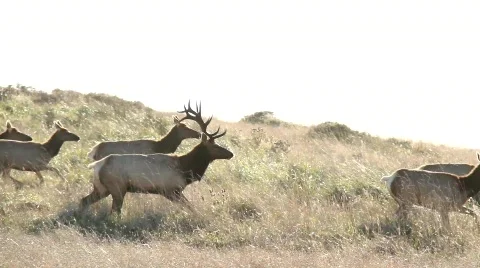 Elk Running Wild Stock Footage 856182