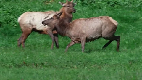Elk Running in the Wilderness Stock Footage 169117135