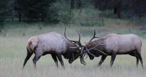Elk rut FIGHT! Stock Footage