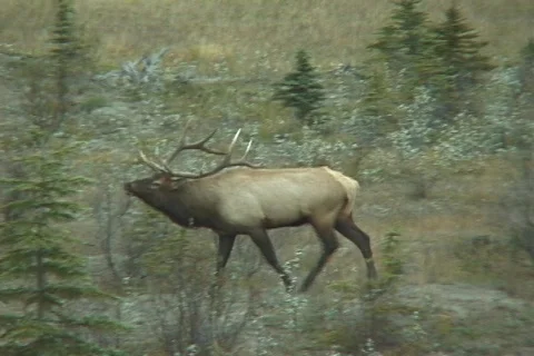 Elk in rut Stock Footage