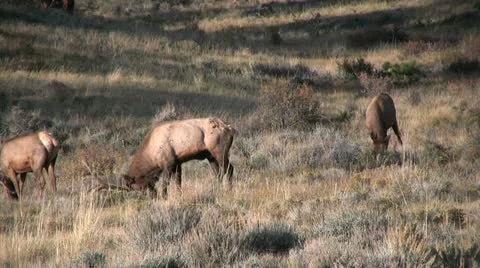 Elk in Rut Stock-Footage 12477098