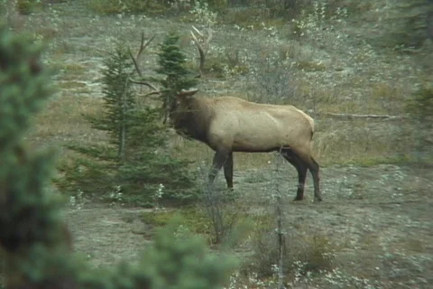 Elk in rut, rubs pine Stock Footage
