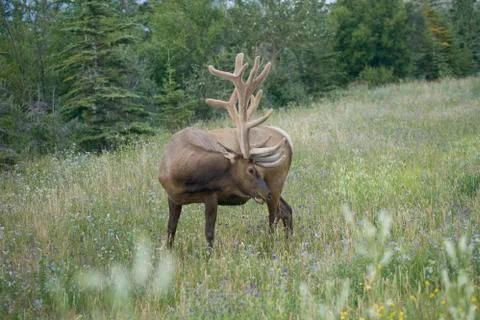 Elk scratching Stock Photos