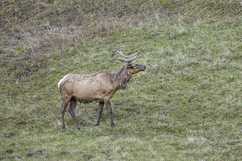 Elk on the side of a hill. Stock Photos