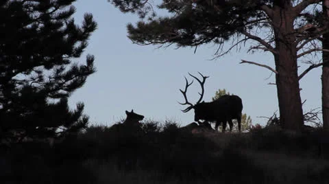 Elk on side of mountian.mp4 Video stock 24817165