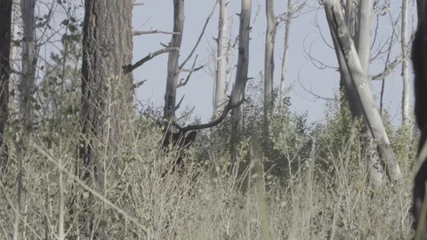 Elk Silhouette 動画素材 108007454