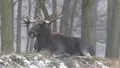 Elk sitting close up on a hill at a misty winter day HD Footage
