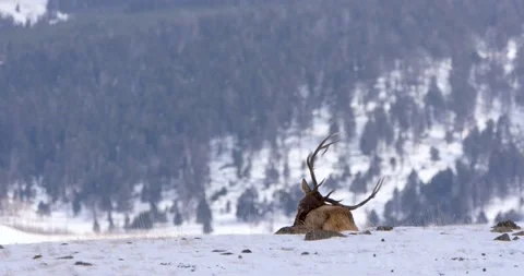 An Elk Sitting Down on a Snowy Mountain 스톡 동영상 240069359