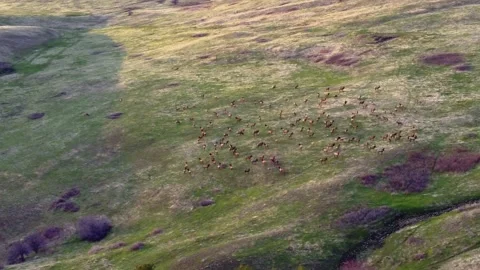 Elk from the sky 스톡 동영상 152488334